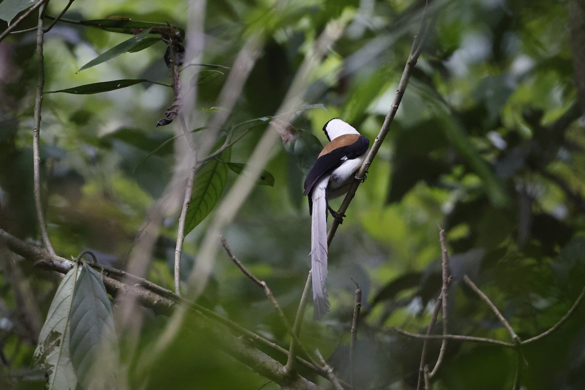 White-bellied Treepie - Novelkumar M S