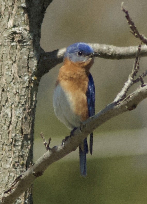 Eastern Bluebird - Caleb O'Rear