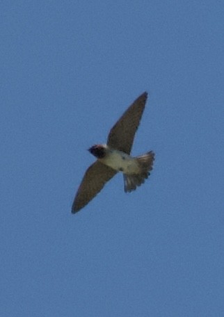 Cliff Swallow - ML429489011