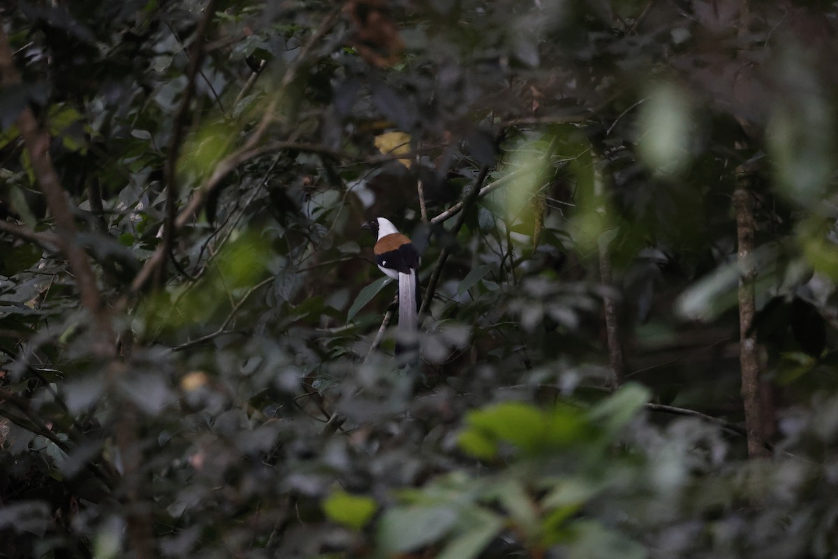 White-bellied Treepie - Novelkumar M S