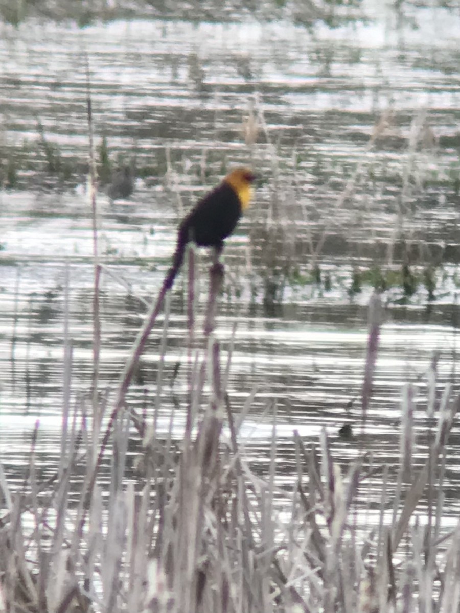 Yellow-headed Blackbird - Don Berg