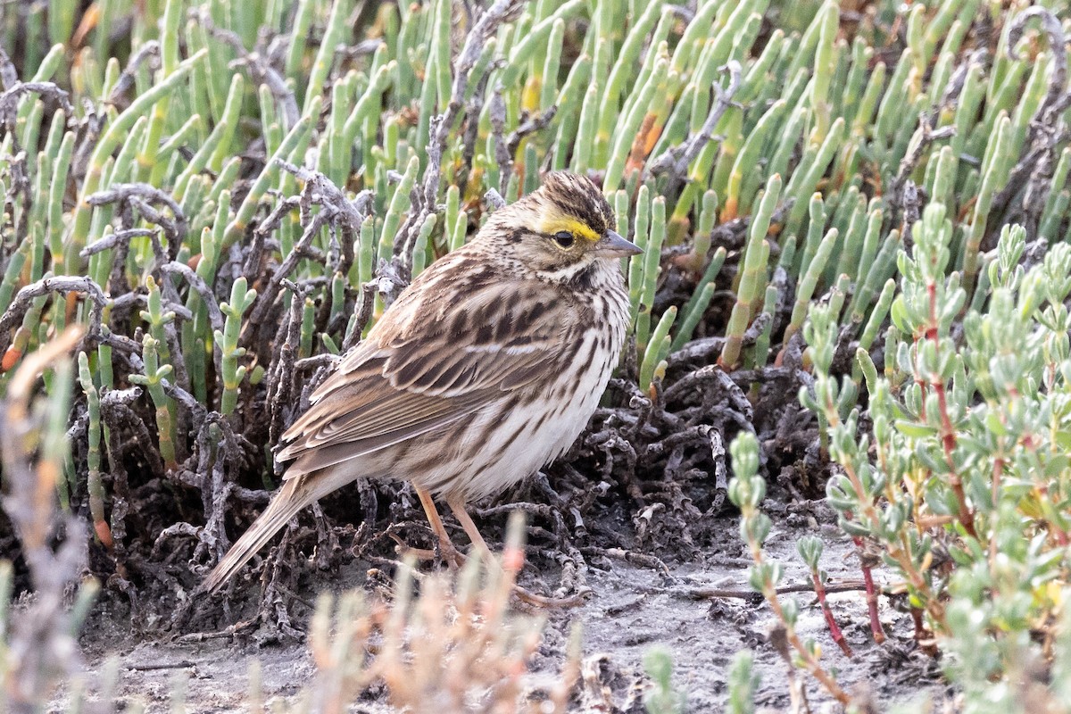 Savannah Sparrow - ML429490151