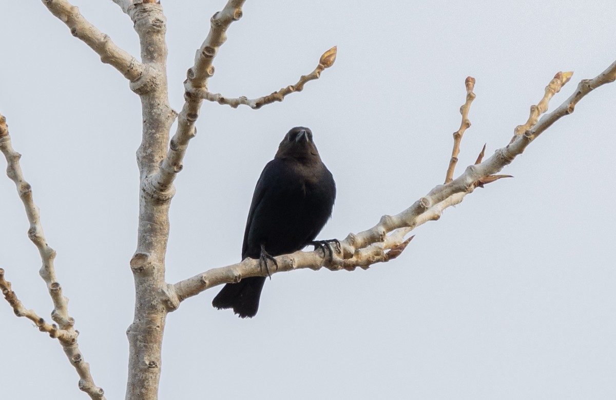 Brown-headed Cowbird - ML429490211