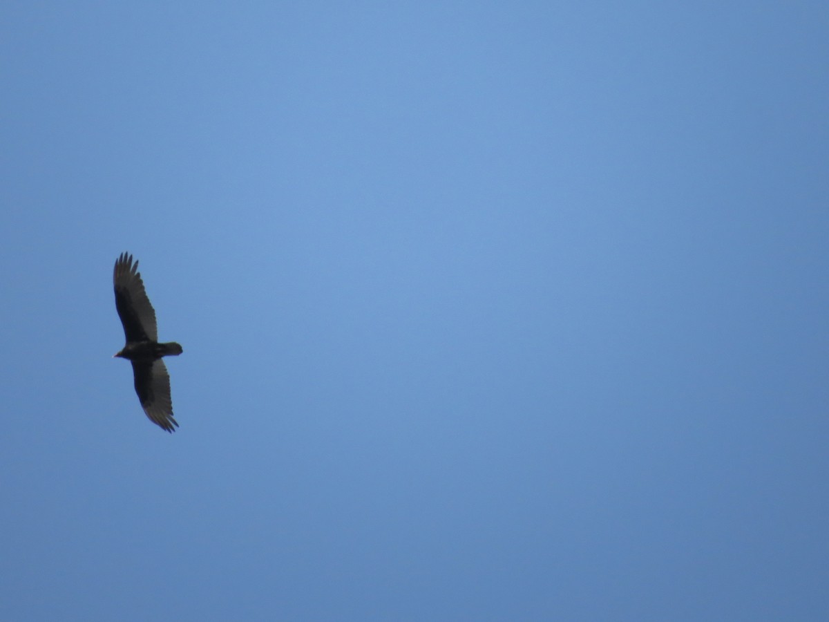 Turkey Vulture - ML429492711