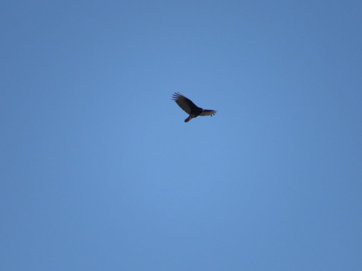 Turkey Vulture - ML429492721