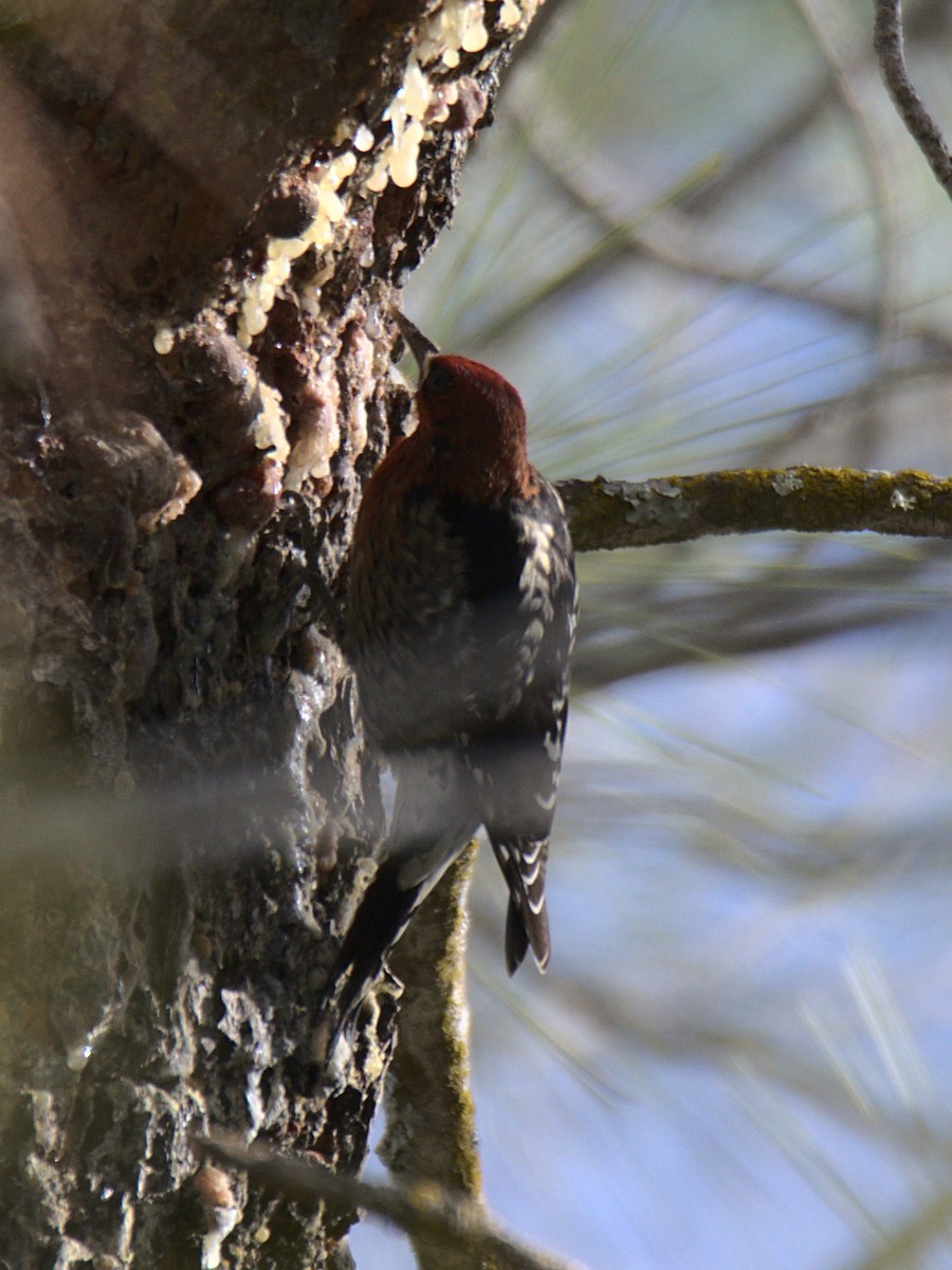 Red-breasted Sapsucker - ML429493181