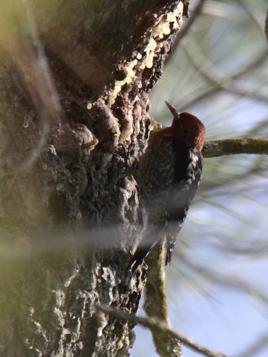 Red-breasted Sapsucker - ML429493201
