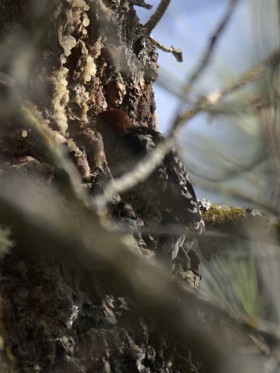 Red-breasted Sapsucker - ML429493211