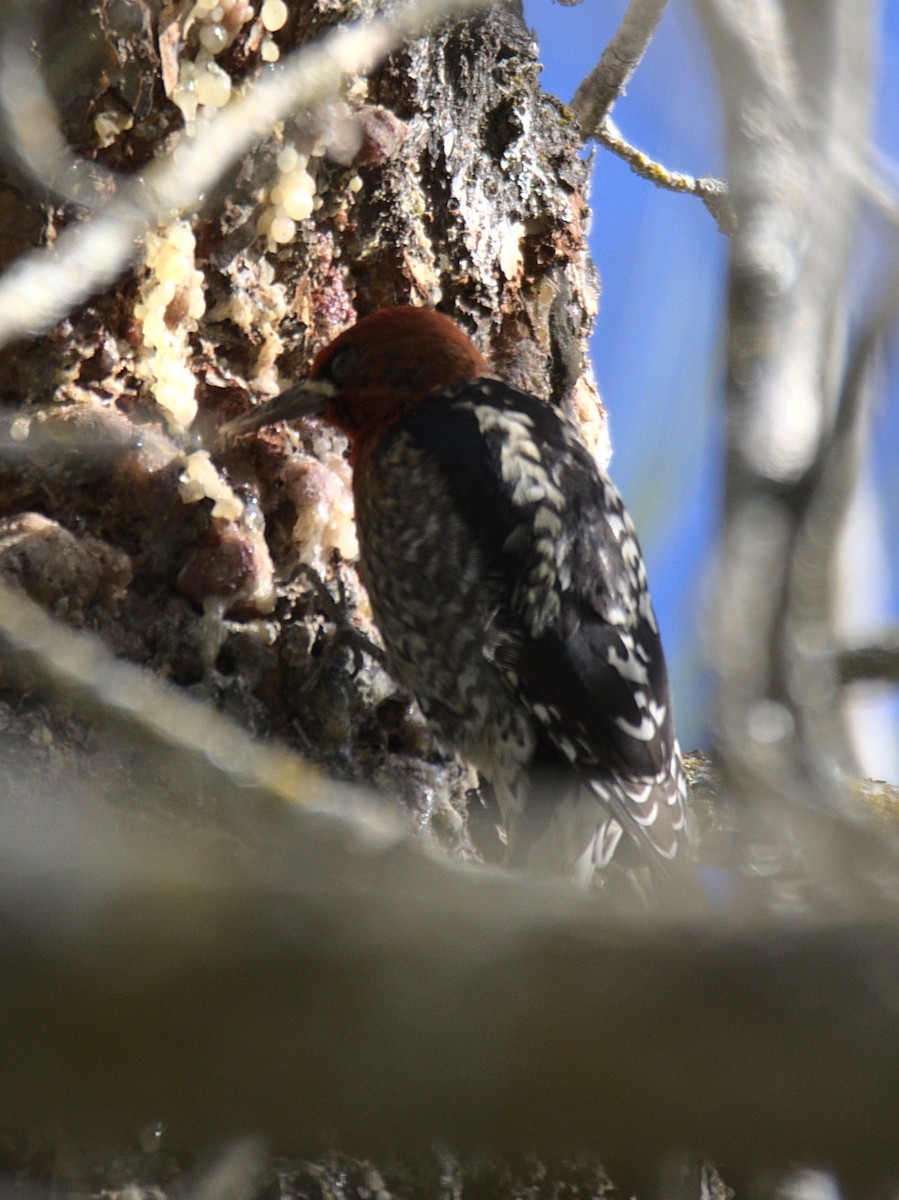 Red-breasted Sapsucker - ML429493221