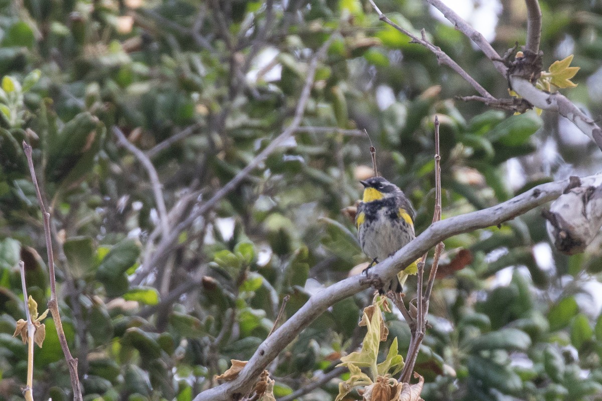 Yellow-rumped Warbler (Myrtle x Audubon's) - ML429493421
