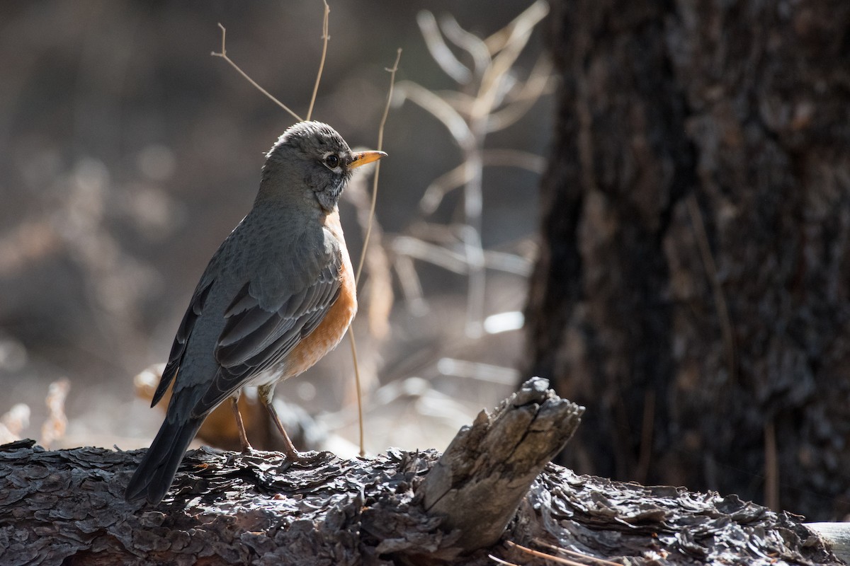 American Robin - ML429493971