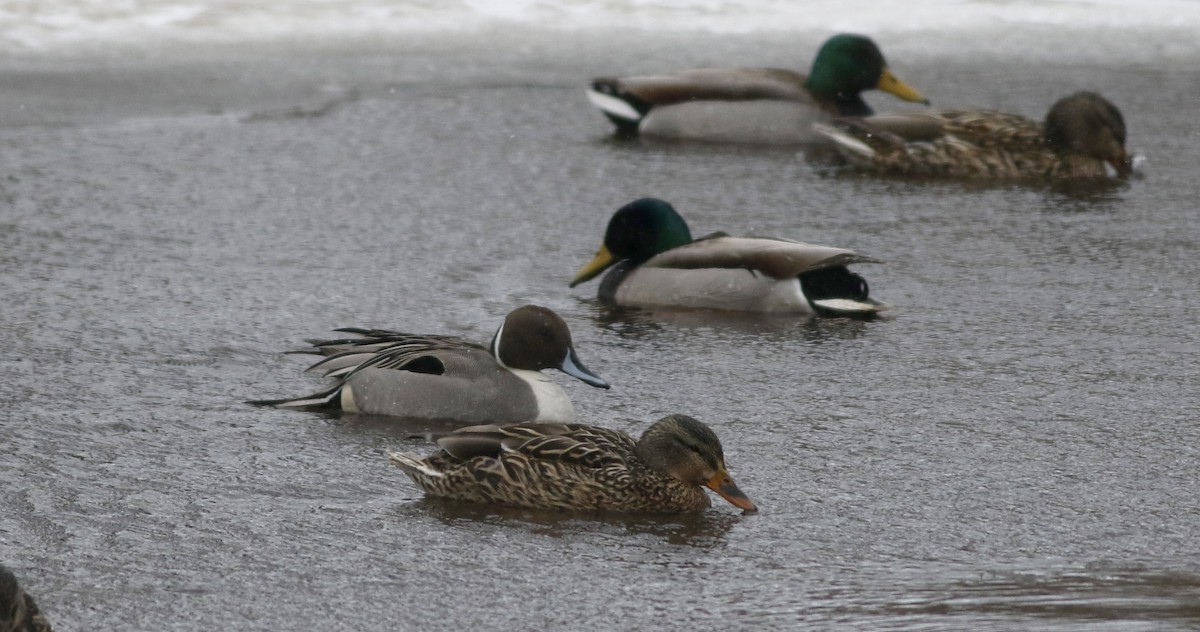 Northern Pintail - ML42949421