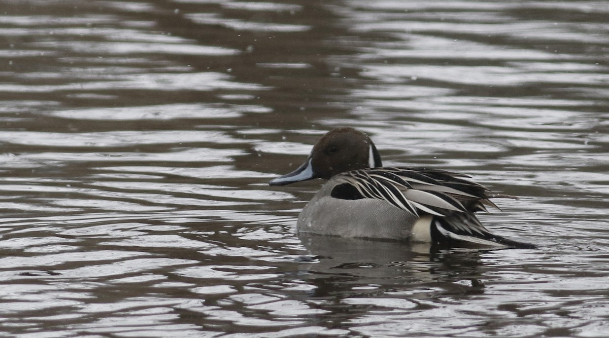 Northern Pintail - ML42949451