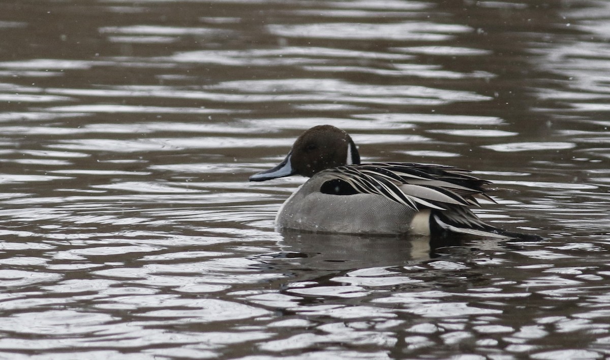 Northern Pintail - Jay McGowan