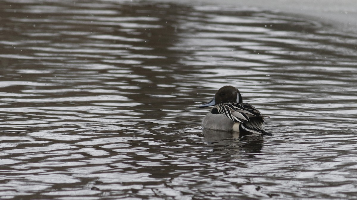 Northern Pintail - Jay McGowan