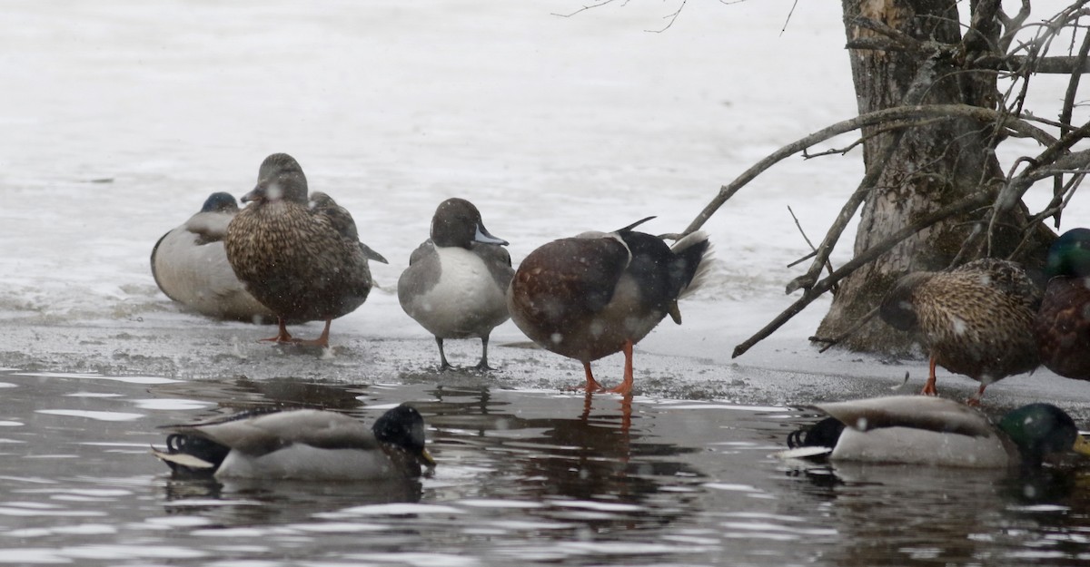 Northern Pintail - ML42949501