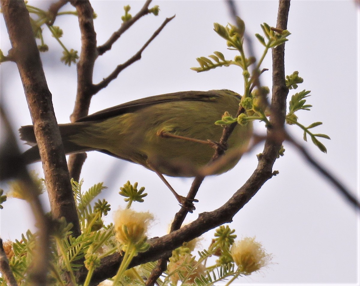 Himalajalaubsänger (affinis/perflavus) - ML429495711