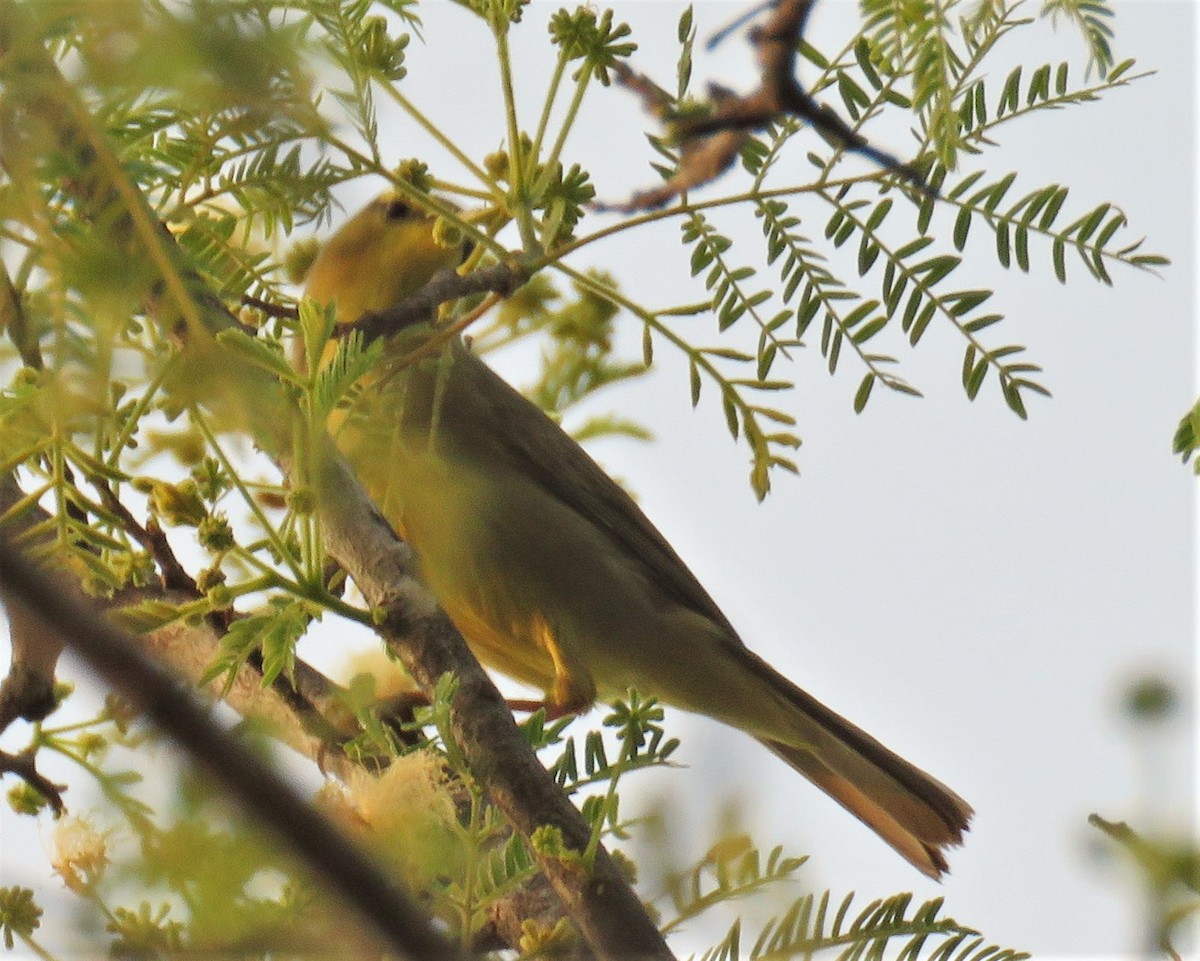 Himalajalaubsänger (affinis/perflavus) - ML429495721