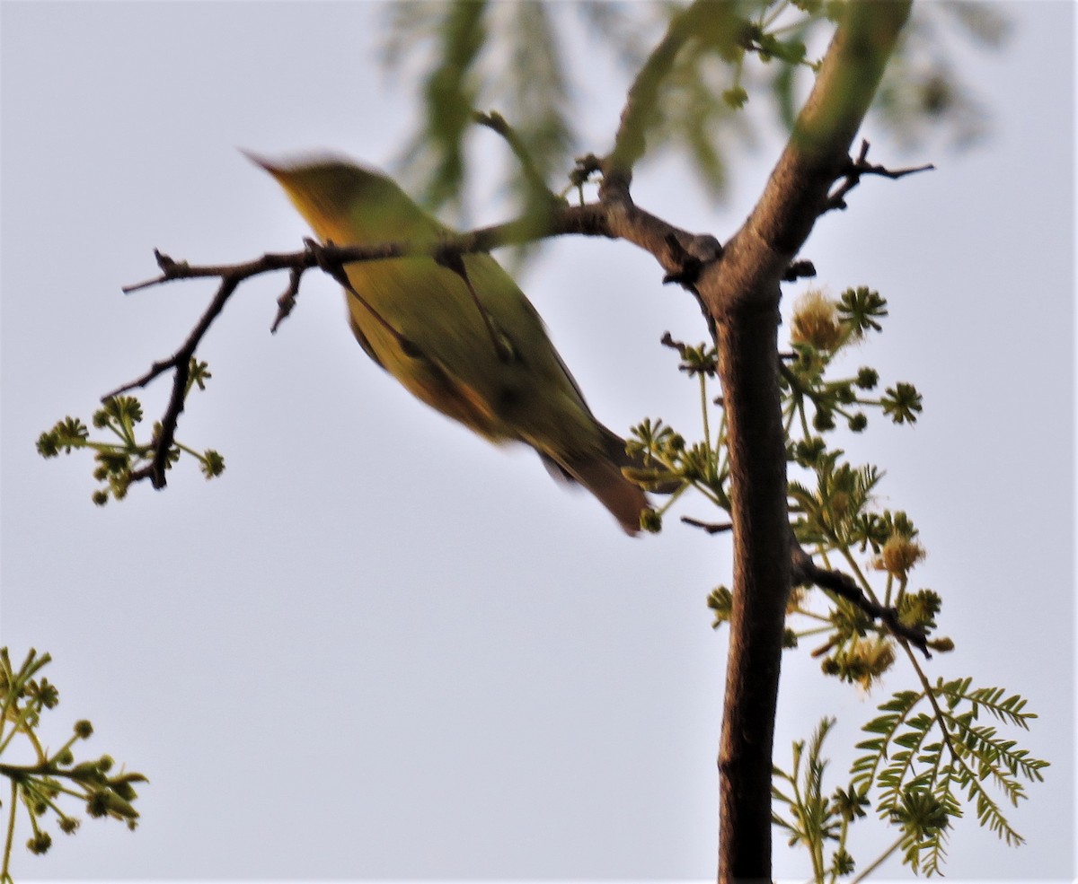 黃腹柳鶯(affinis/perflavus) - ML429495731