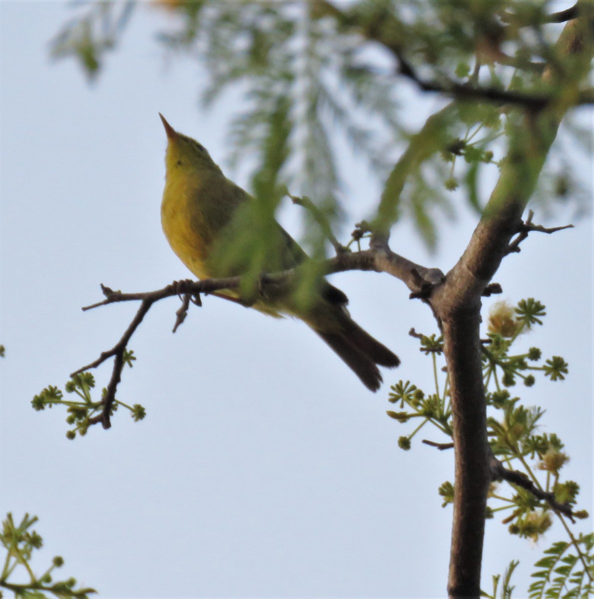 キバラムシクイ（affinis/perflavus） - ML429495741