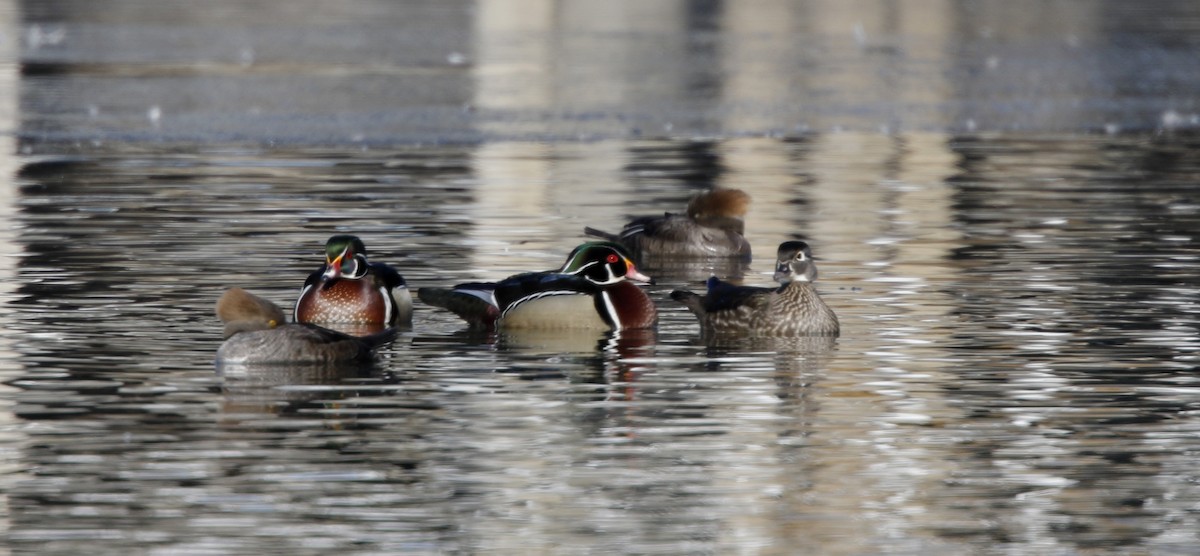 Wood Duck - Jay McGowan