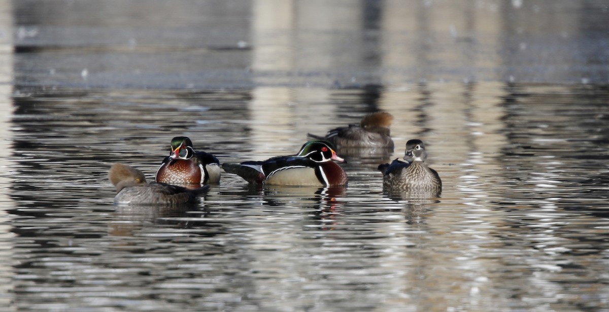 Wood Duck - Jay McGowan