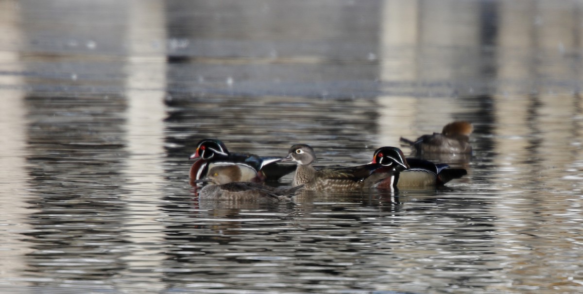 Wood Duck - Jay McGowan