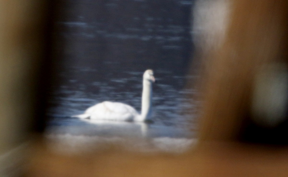 Mute Swan - ML42949821