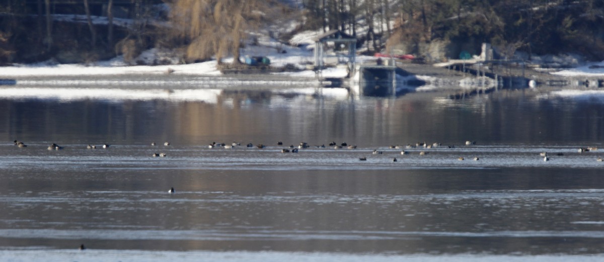 Northern Pintail - Jay McGowan