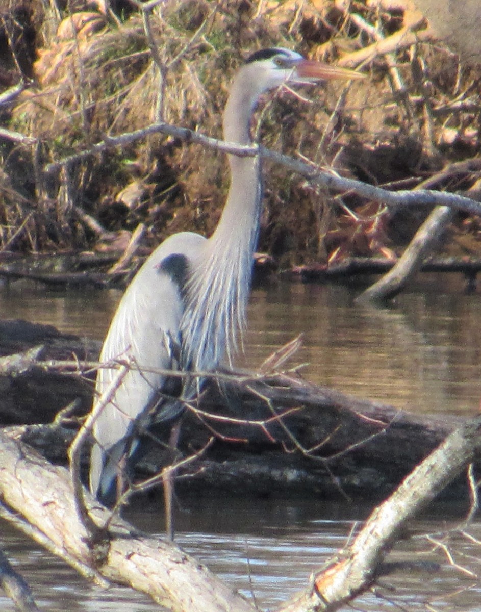 Garza Azulada - ML429499541