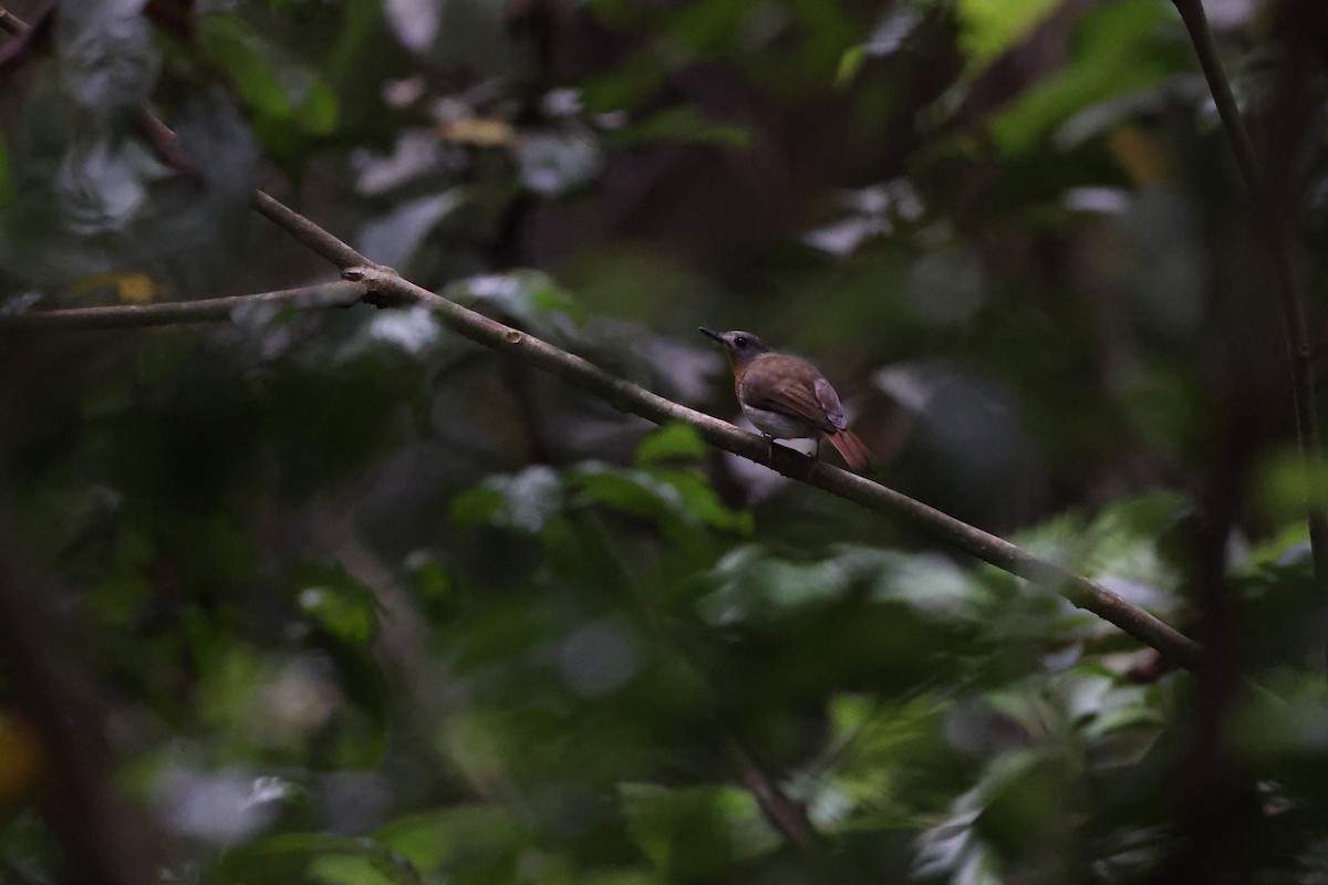 White-bellied Blue Flycatcher - Novelkumar M S