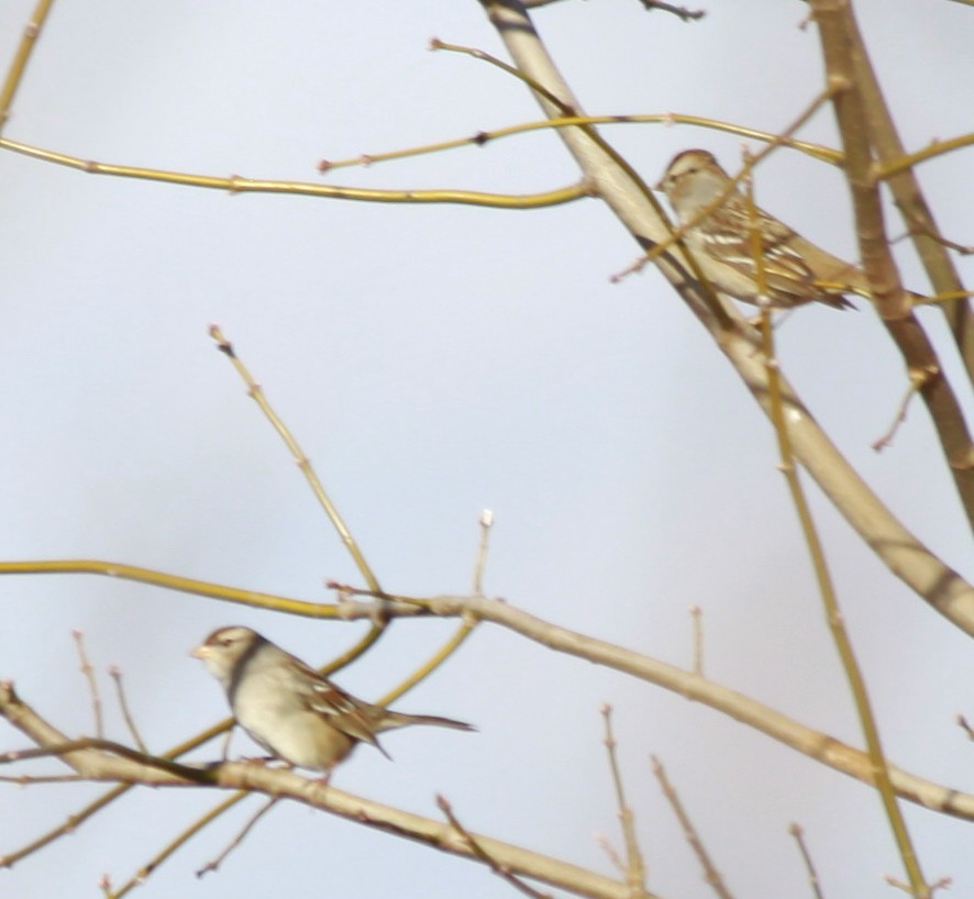 White-crowned Sparrow - Kathy Richardson