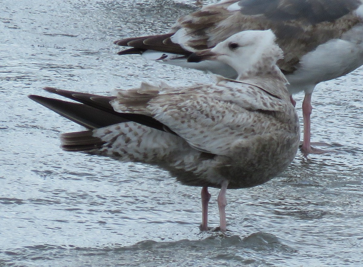 Herring Gull (Vega) - ML429501531