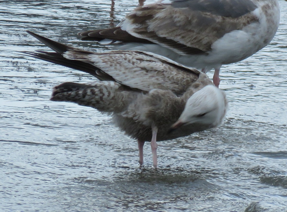 Herring Gull (Vega) - Noah Arthur