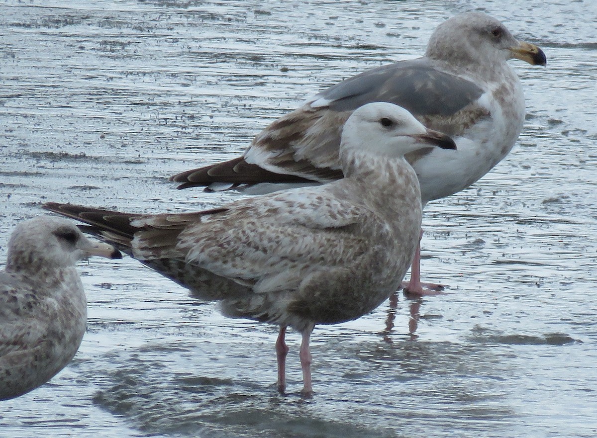 Herring Gull (Vega) - ML429501551