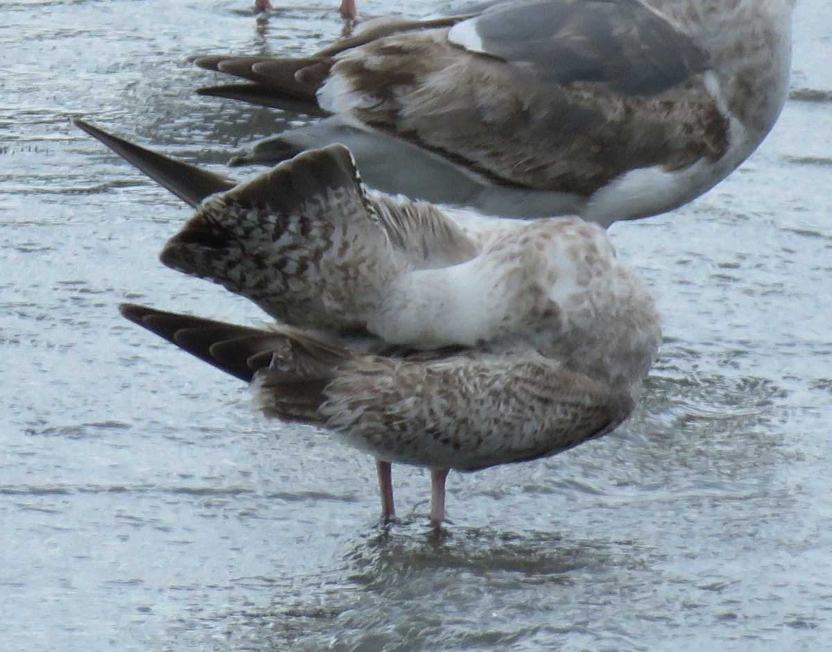 Herring Gull (Vega) - Noah Arthur