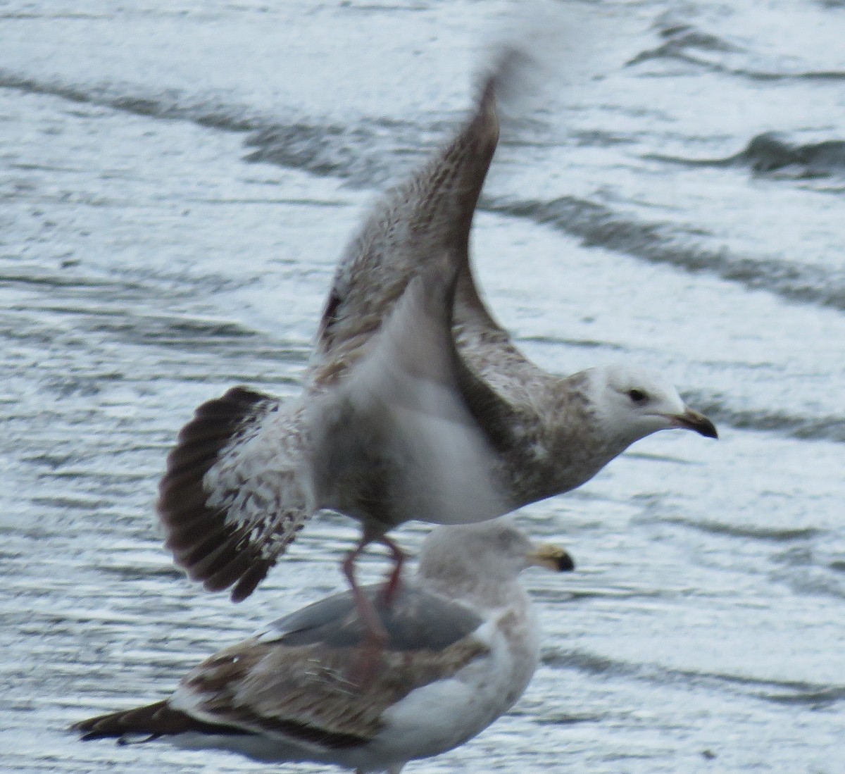 Herring Gull (Vega) - ML429501591