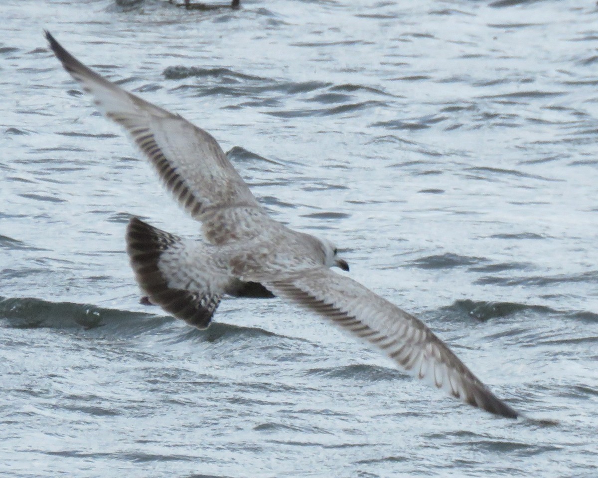 Herring Gull (Vega) - ML429501601