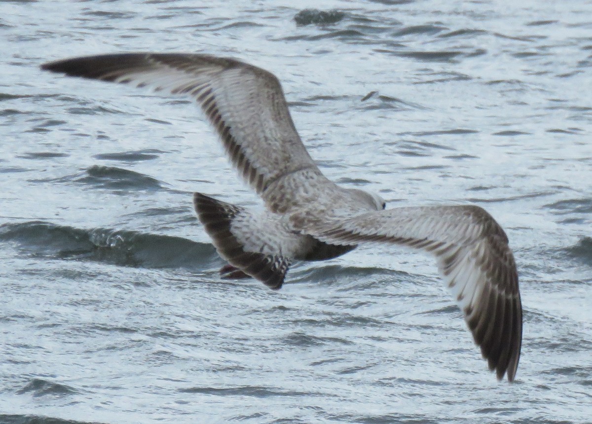 Herring Gull (Vega) - ML429501611