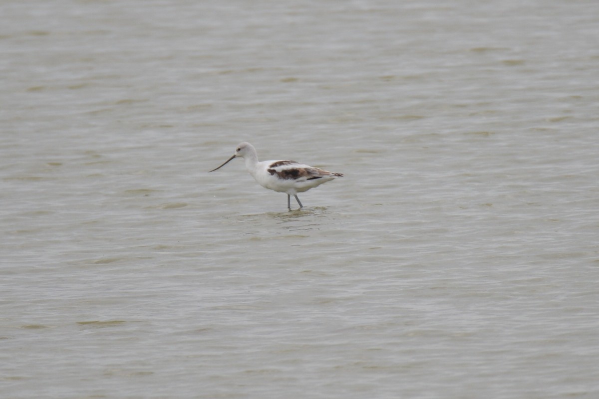 American Avocet - ML42950251