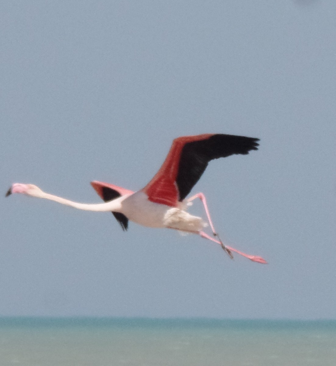 Greater Flamingo - ahmad mohammadi ravesh