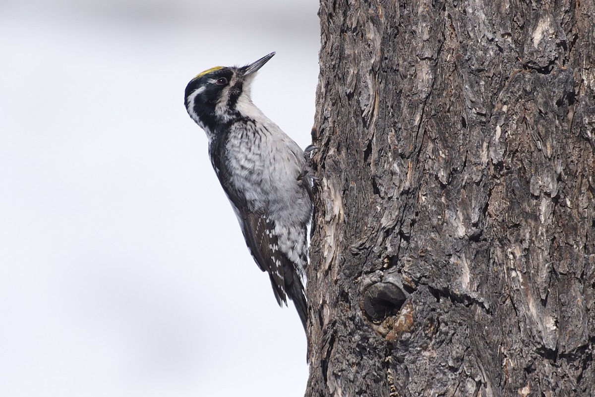 Eurasian Three-toed Woodpecker (Eurasian) - ML429503021