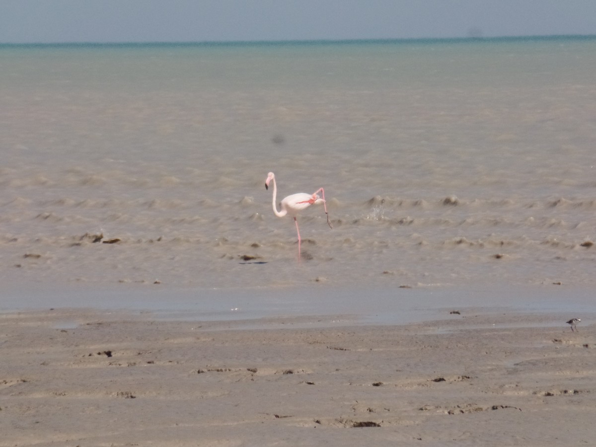 Greater Flamingo - ahmad mohammadi ravesh