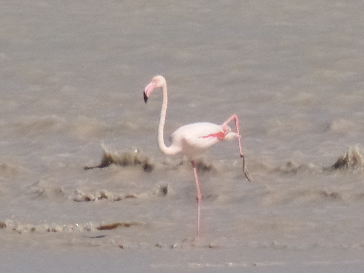 Greater Flamingo - ahmad mohammadi ravesh