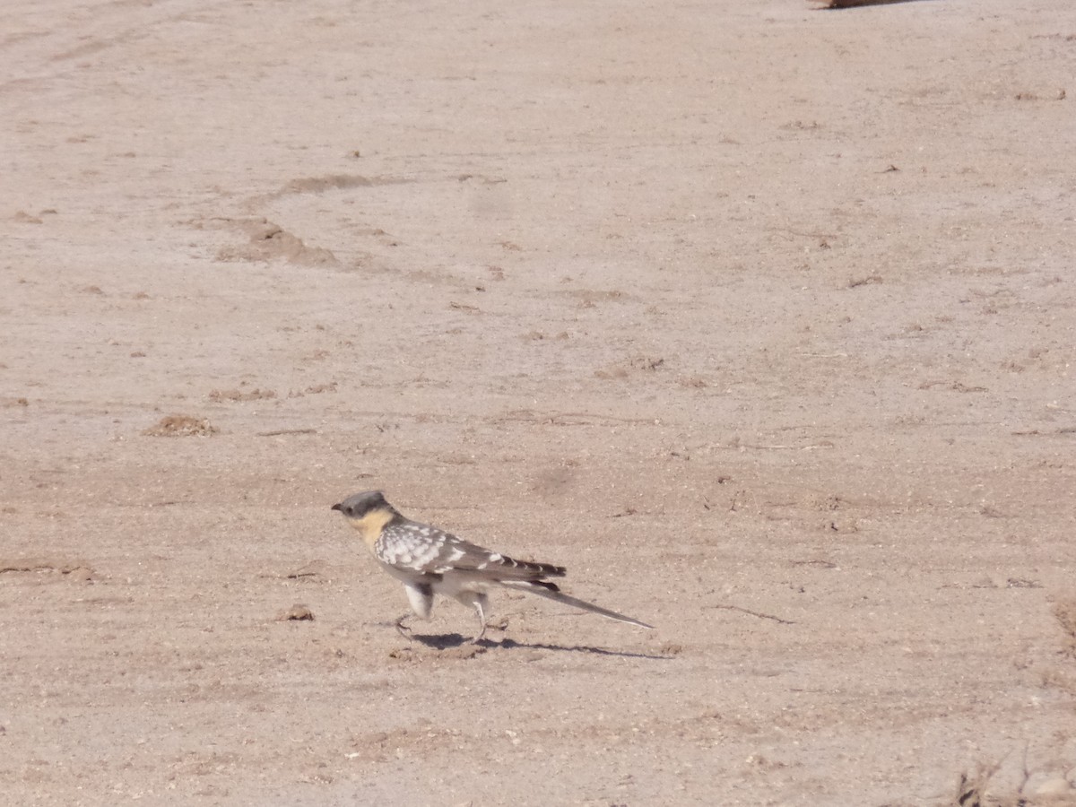 Great Spotted Cuckoo - ML429503291