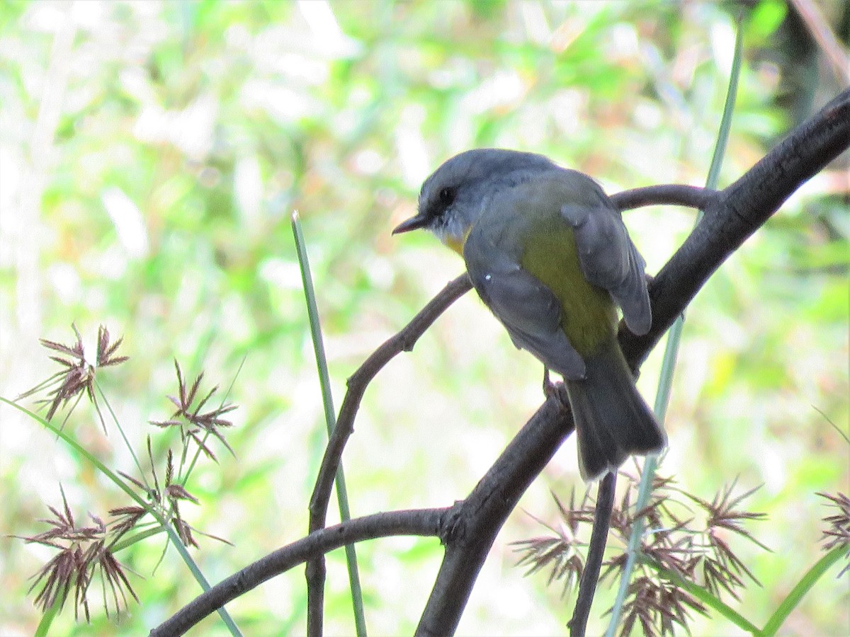 Eastern Yellow Robin - ML429503491