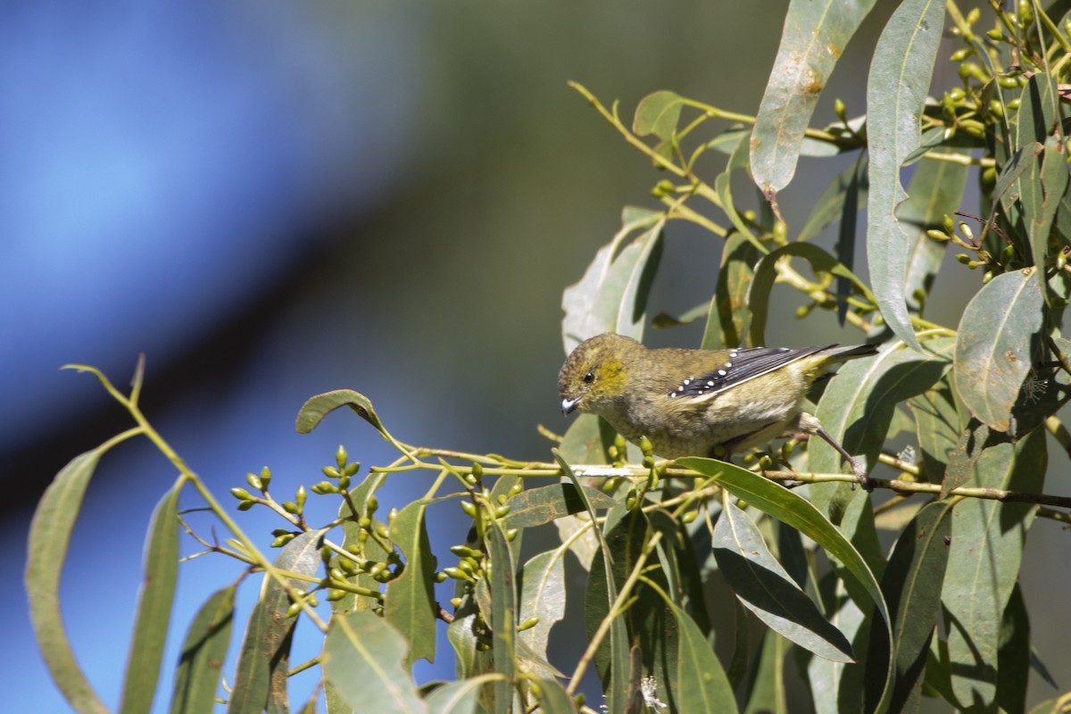 Pardalote de Tasmanie - ML429503531