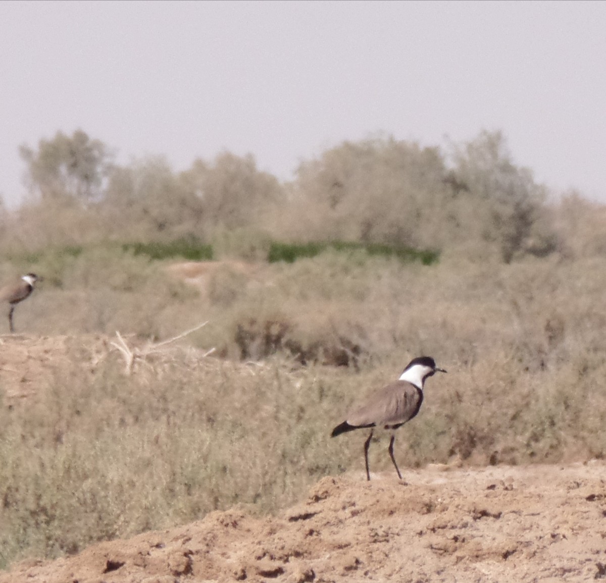 Spur-winged Lapwing - ML429503731