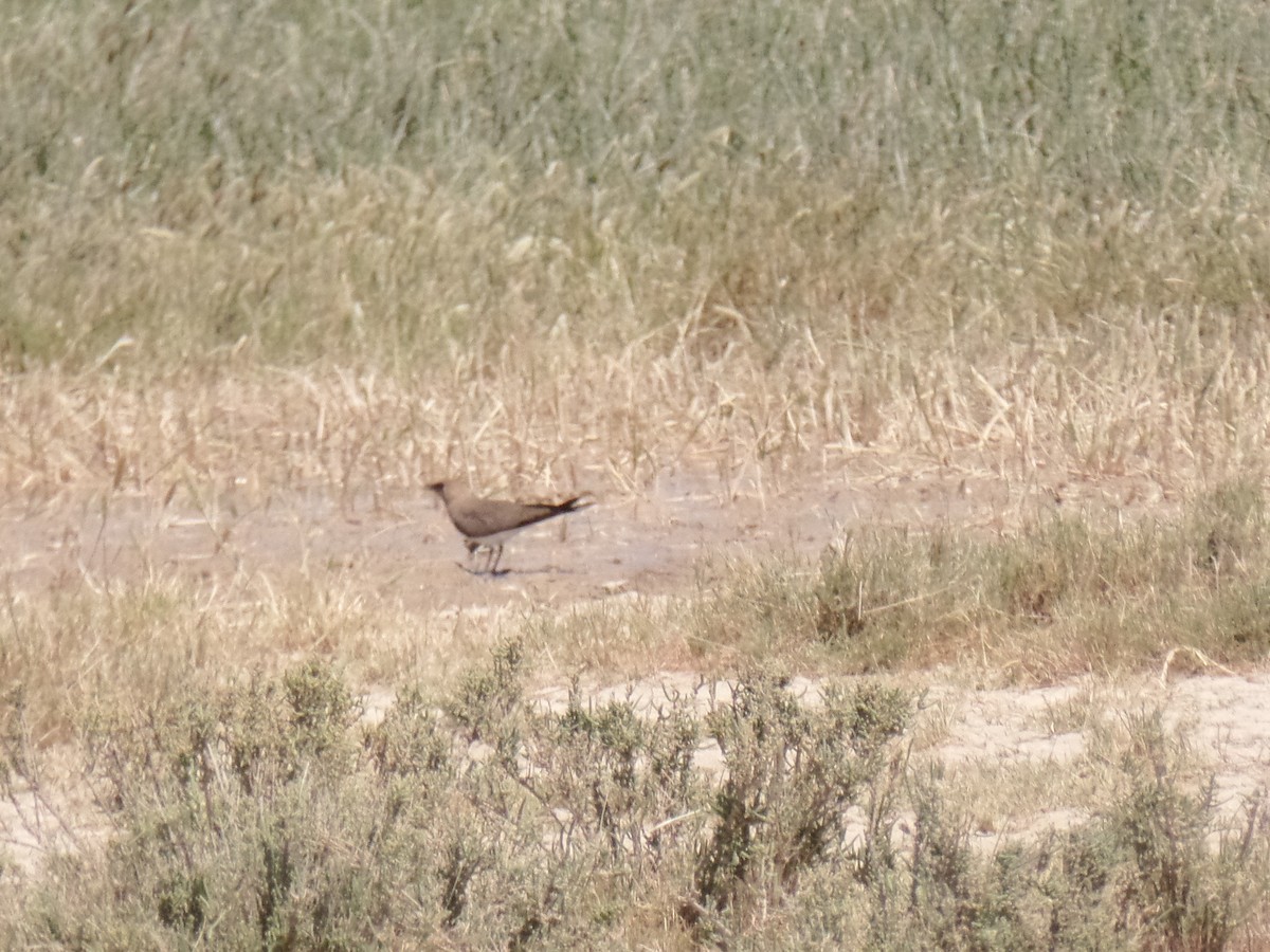 Collared Pratincole - ML429503961