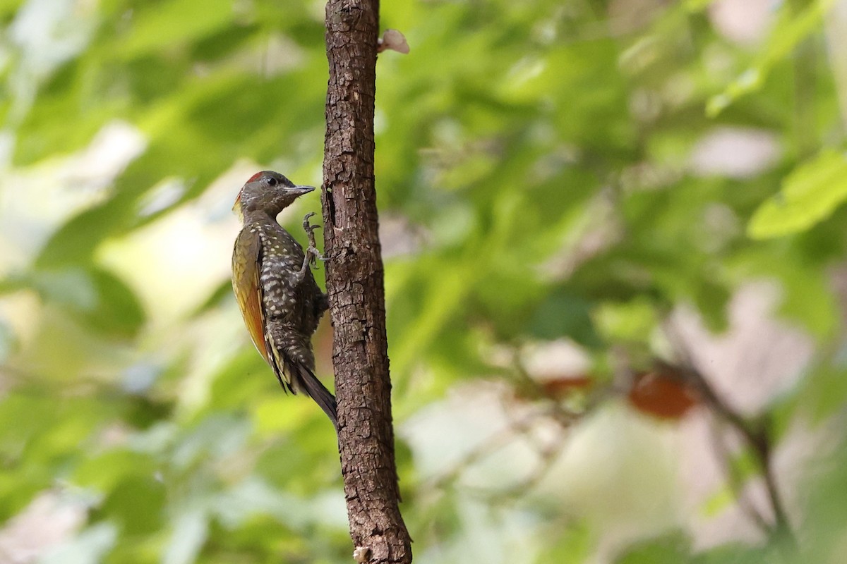 Lesser Yellownape - Novelkumar M S